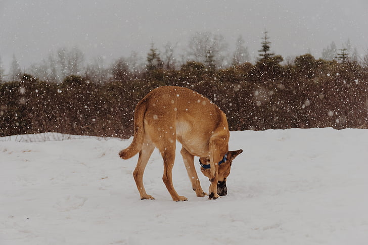коричневий, короткий, з покриттям, собака, сніг, поле, тварини