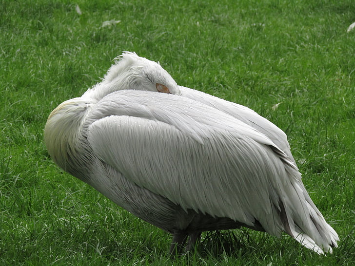 Pelican, sở thú, con chim, lông vũ, nước chim