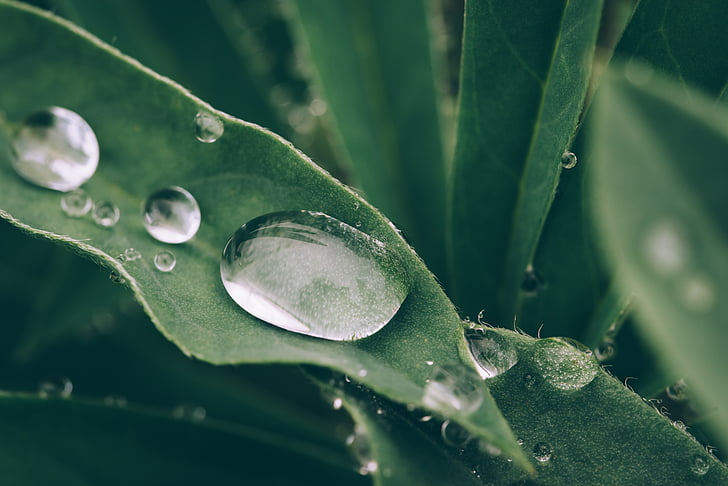 wet, plant, droplets, water, green, nature, spring