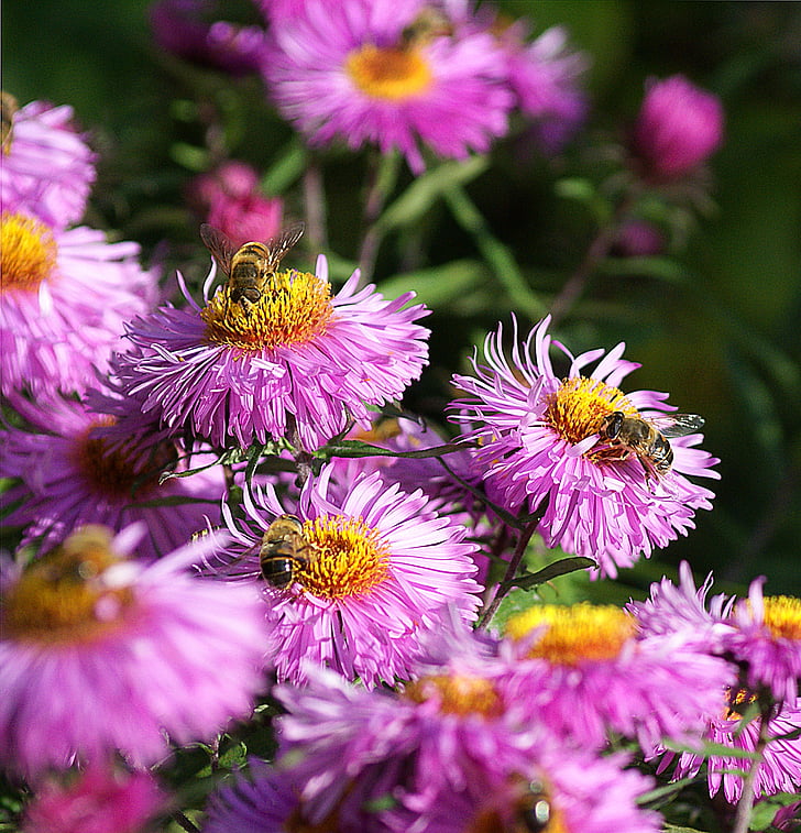 Astra, abelles, flors, tardor, insectes, natura, pol·linització