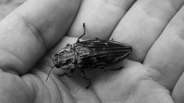 Escarabajo de la, élitros, insectos