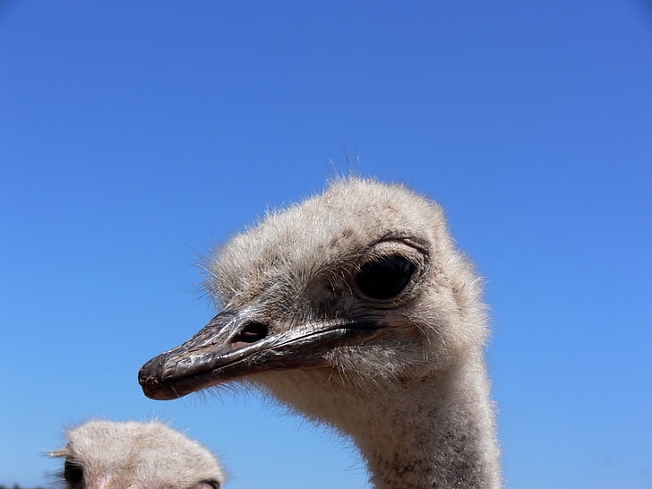 ostrich, eyes, big yes, eyelashes, neck, bird, africa