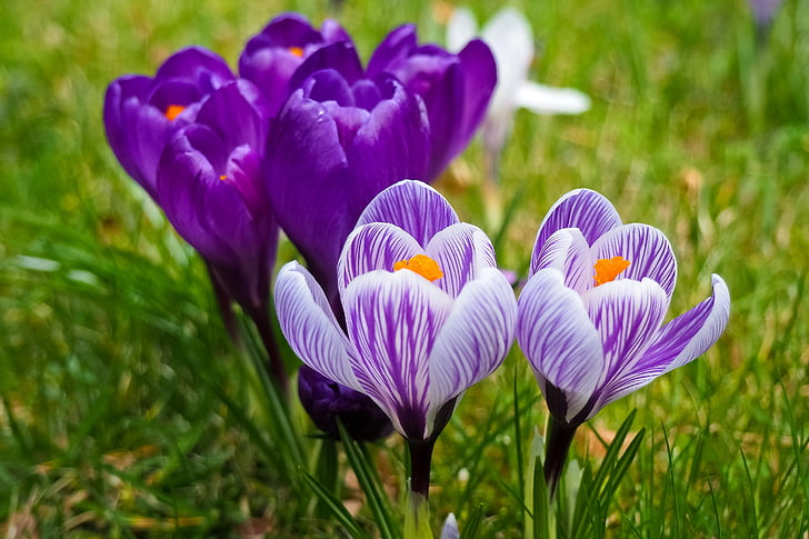 クロッカス, 花, 春, 春の花, ブロッサム, ブルーム, 紫