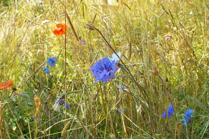 padang rumput, Poppy, merah, biru, jagung, musim panas, bidang