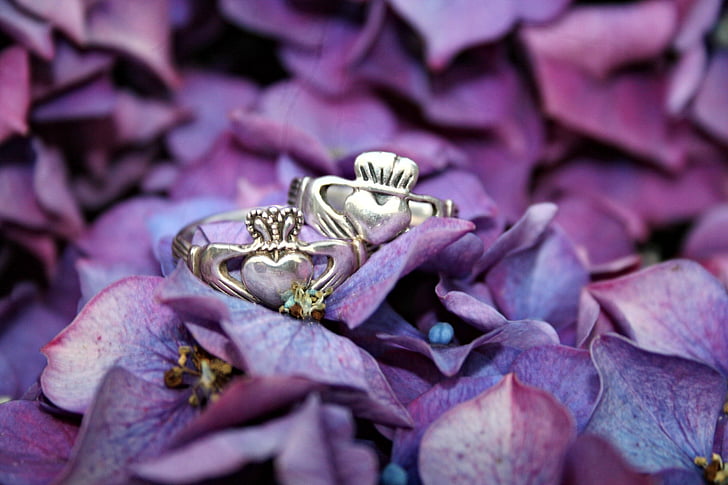 anneaux de Claddagh, plante, fleurs, hortensia, violet, macro