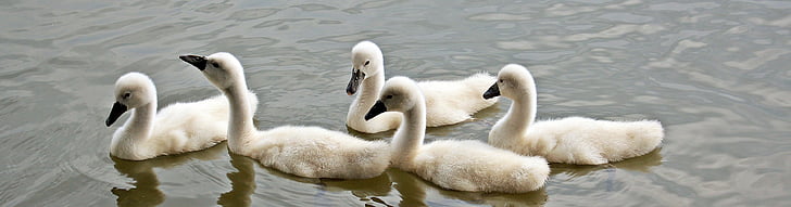 swans, baby swans, water, waterfowl, young swans, plumage, lake
