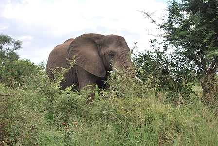 elefante, África, Sudáfrica, Safari, Parque Kruger, animal