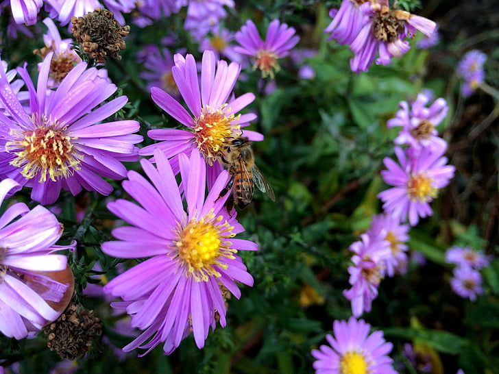 pčela, cvijet, jesen, priroda, kukac, vrt, biljka