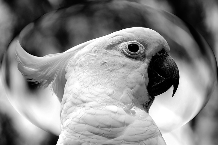 cockatoo, bird, wildlife, birds, black, close-up, beak