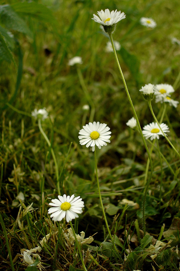 daisies, meadow, flower