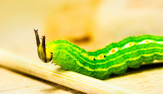 Caterpillar, verde, cabeça, chifres, detalhe, macro, animal
