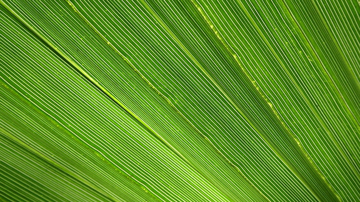James, Palm, lá, đóng, màu xanh lá cây, nhiệt đới, ánh sáng