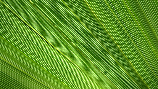 james, palm, leaf, close, green, tropical, light