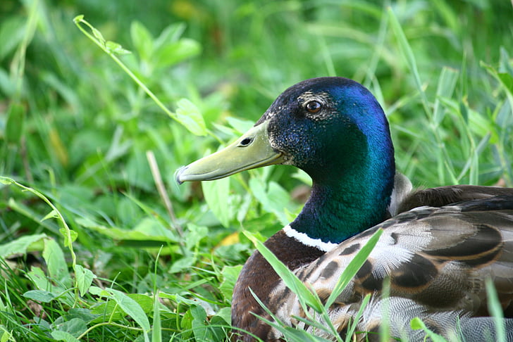 зеленоглава патица, патица, птица, пера, природата, клюн, дива природа
