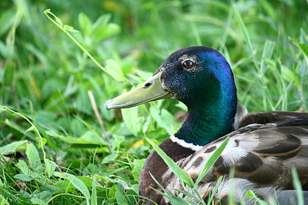 Divlja patka, patka, ptica, perje, priroda, kljun, biljni i životinjski svijet