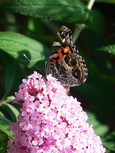 inseto, borboleta, voar, colorido, asa, vida selvagem, padrão
