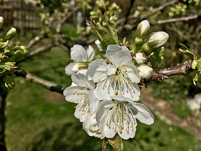 flor del cirerer, blanc, verd, natura, jardí, branca, cirera