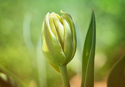 flower, tulip, closed, spring flower, schnittblume, garden, green