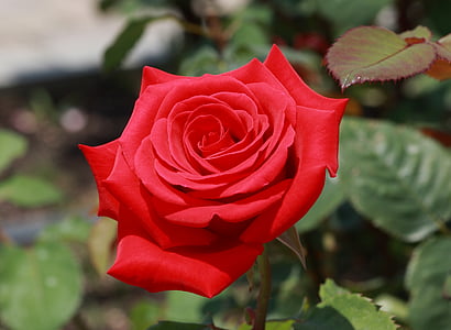 Rosa, vermell, flor, l'estiu, jardí, Rosa - flor, pètal