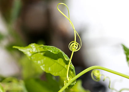 小提琴的关键, g 键, 卷须, 音乐, 植物, 增长, 绿色的颜色