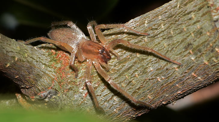 edderkop, SAC spider, gul sac spider, sort footed edderkop, brun spider, arachnid, Predator