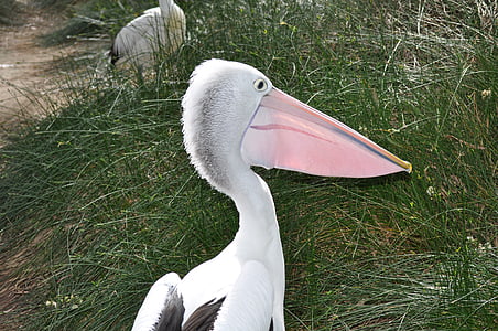 Pelican, fugl, Wildlife, næb, aviær, natur