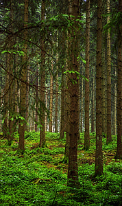 arbres, Forest, Slovénie, nature
