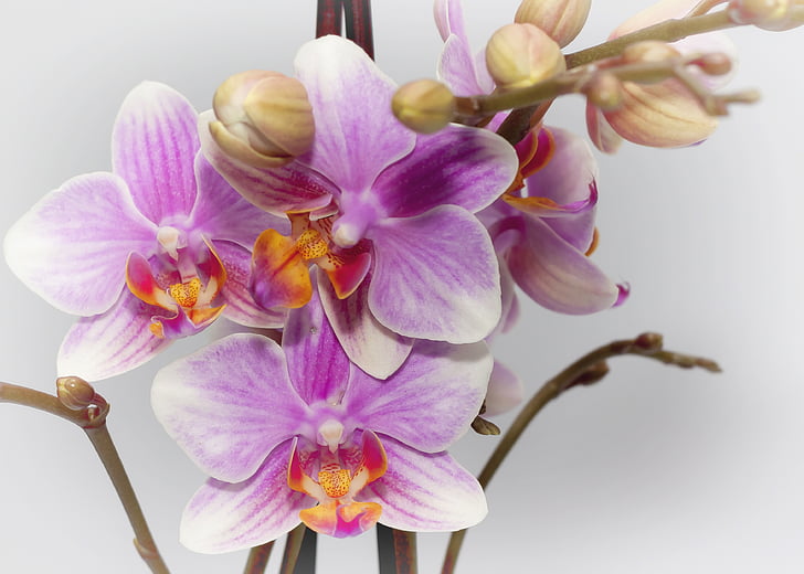 phalaenopsis, ljubičasta, orhideja, farbenpracht, cvatu, phalaenopsis orhideje, biljka