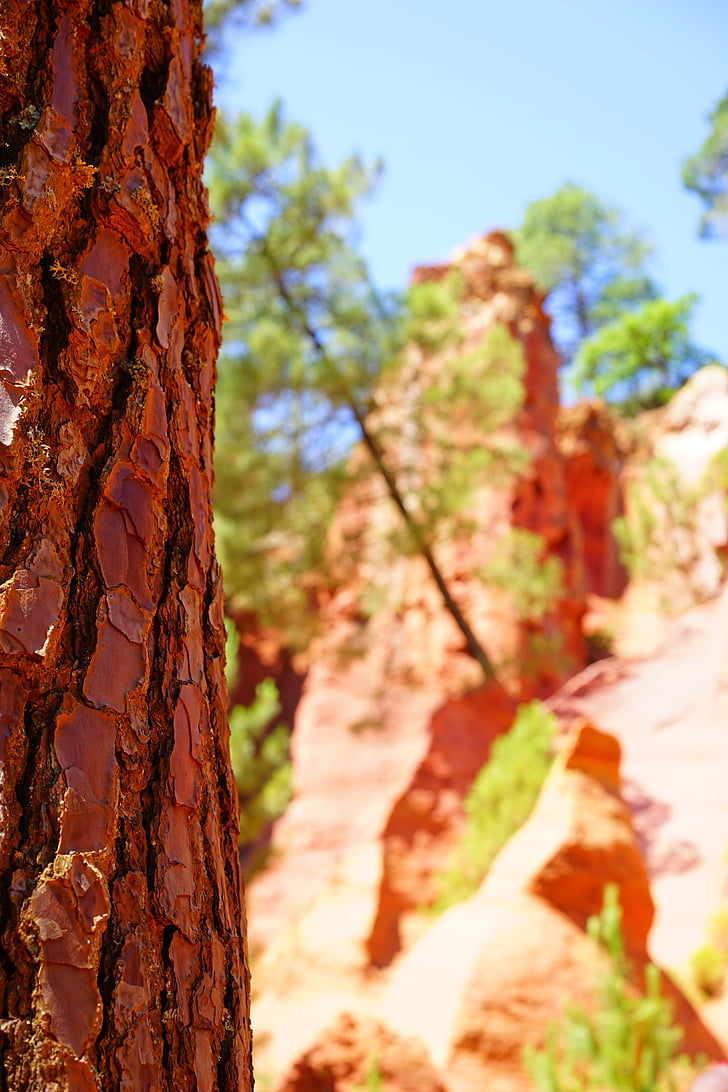 bark, träd, barrträd, ockra stenar, Rock, Roussillon, röd