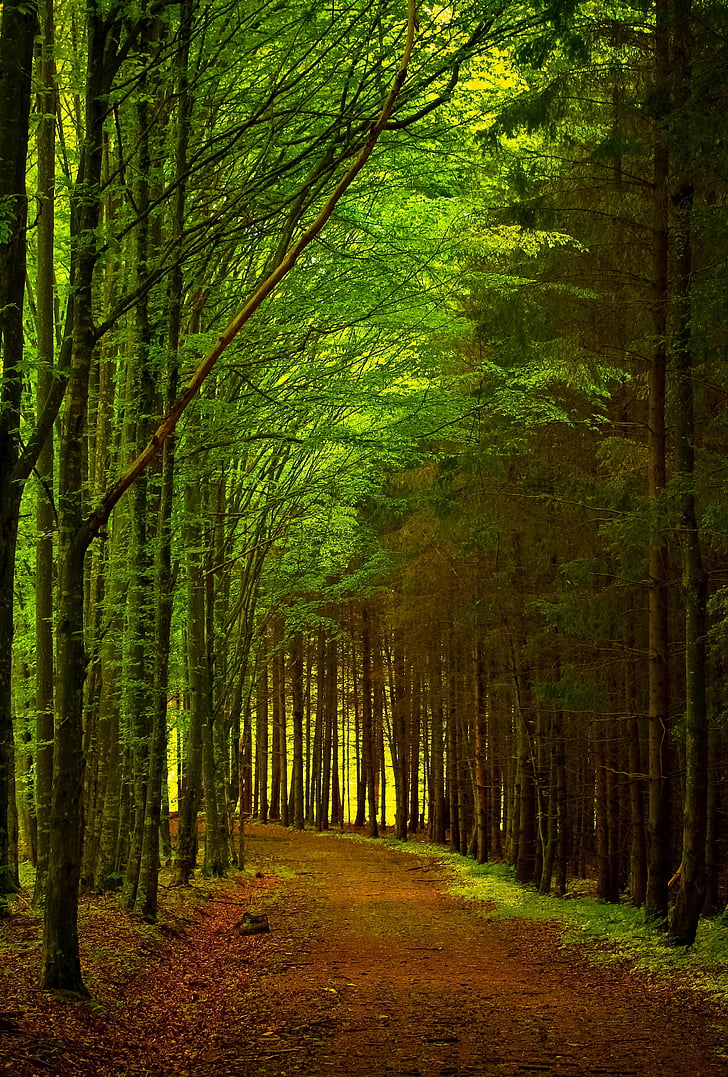 zaļa, meža, ceļš, ceļu satiksmes, daba, ainava, koks