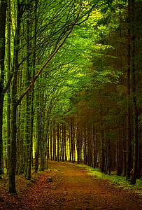 vihreä, Metsä, polku, Road, Luonto, maisema, puu