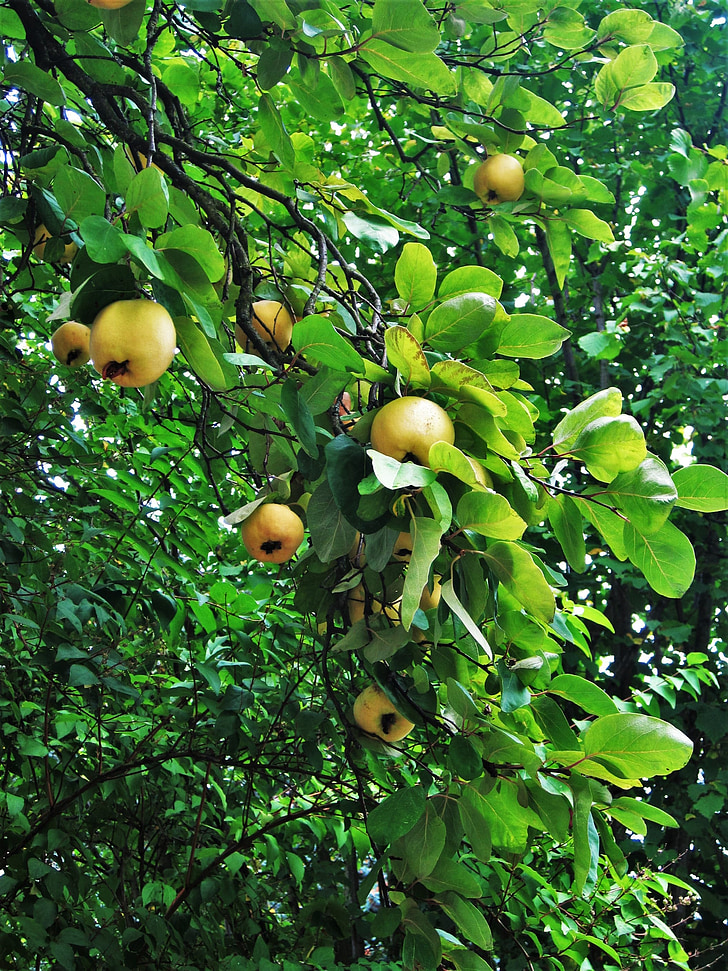 quittenbaum, frutas, época do ano, maduras, Cydonia oblonga, árvore de fruta, árvore