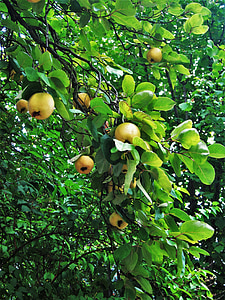 quittenbaum, vaisių, metų laiku, prinokusių, Cydonia oblonga, vaisių eglutė, medis