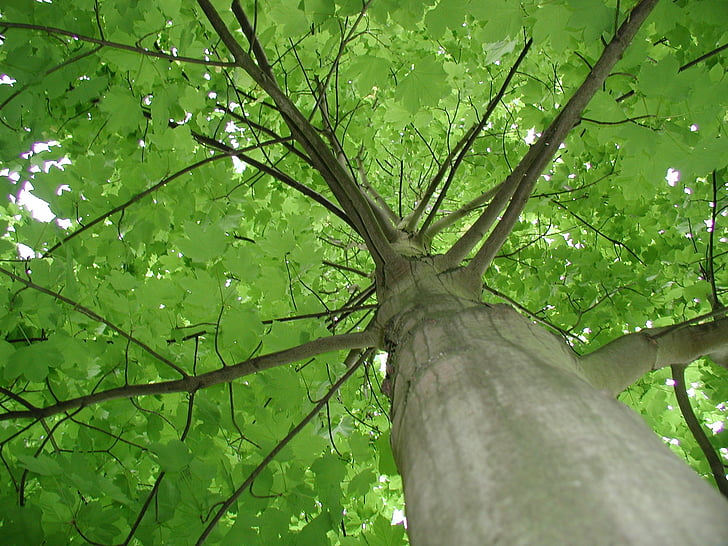 acero, tribù, albero, foglie verdi