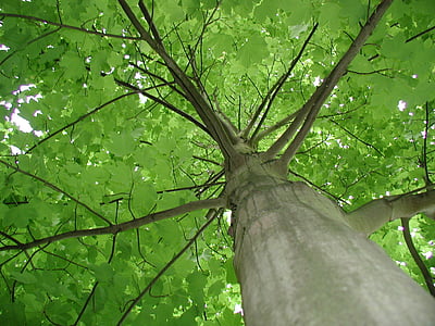 Maple, suku, pohon, daun hijau