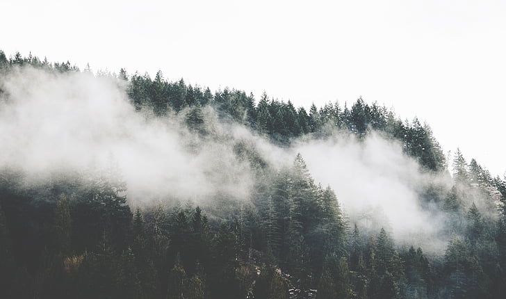 fog, forest, mountain, nature, pine trees, trees, tree