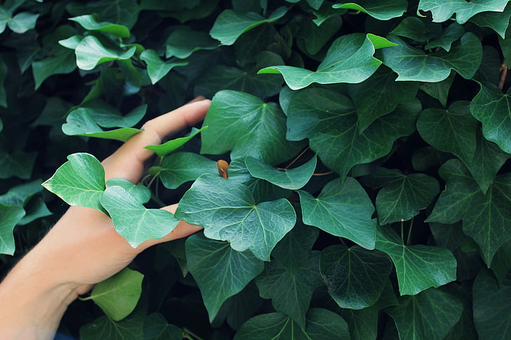 bršljan, zelena, ruku, ljudski, ruku, prste, biljka