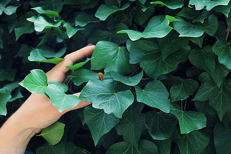 Ivy, Zelená, Ručné, ľudské, ARM, prsty, rastlín