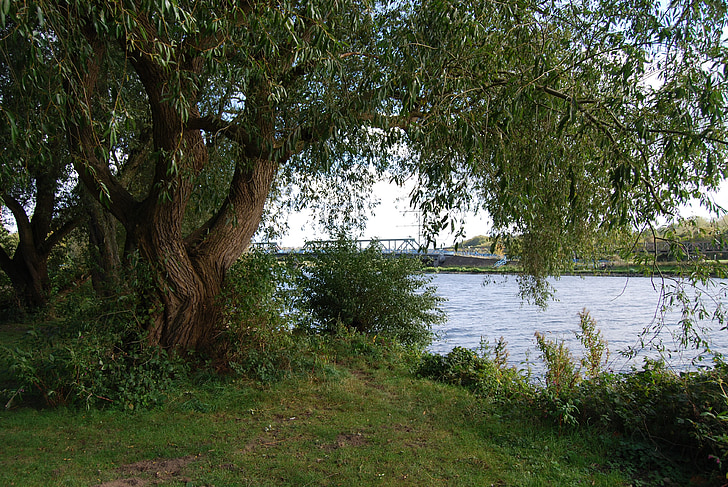 paître, arbres, Uferweg, rivière, Ruhr, nature, arbre