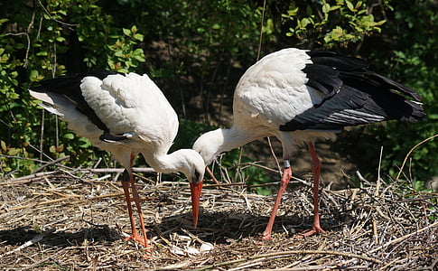 stork, scrim, white stork, rattle stork, breed, control, wildlife photography