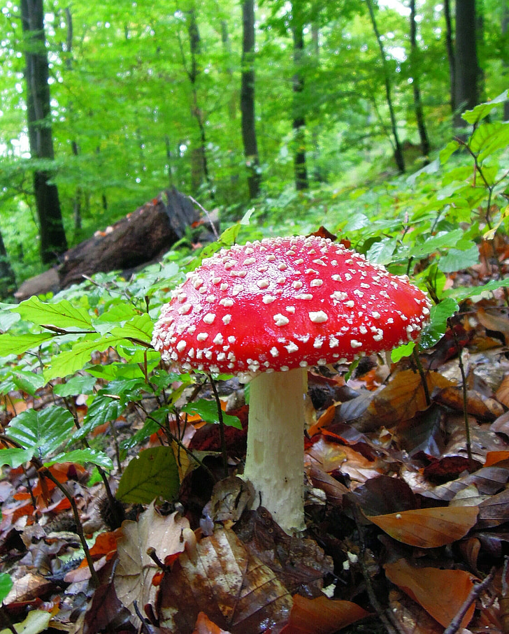 mushroom, fly agaric, spotted, gift, toxic, forest, dry leaves