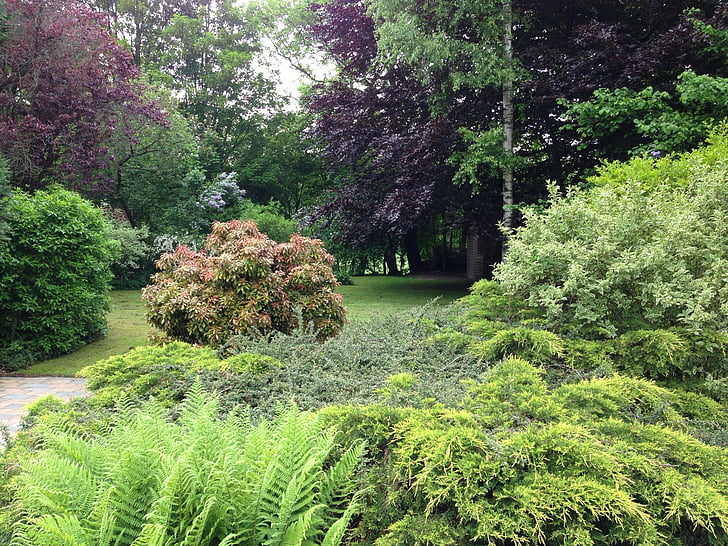 parku, zahrada, Drenthe, lodičky, červený buk, trávník