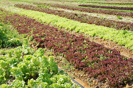 salat, vegetabilsk, planter, feltet, landbruk