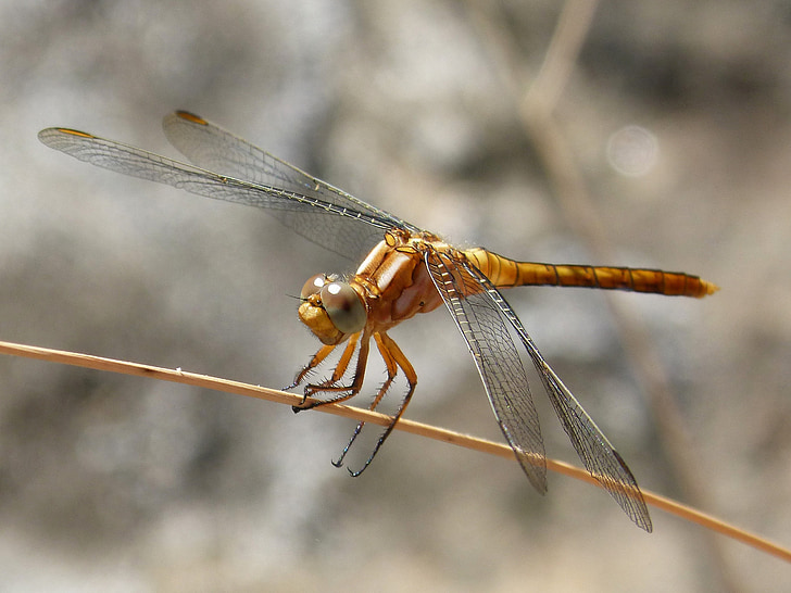 golden dragonfly, detail, stem, winged insect