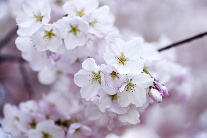 cvet, cvet, Romantični, Japonska, Sakura, podružnica, orientalski