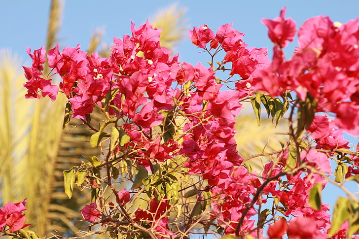 fiori, rosa, pianta, Blossom, Bloom