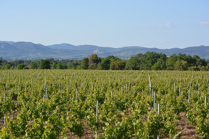 vineyard, landscape, dentelles the montmirail, view, nature