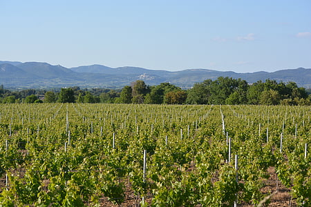 vinograd, krajolik, dentelles je tamo, na brdu, Prikaz, priroda