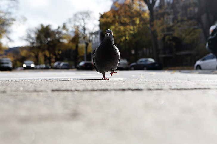 pigeon, bird, walking, street, road, perspective, animal