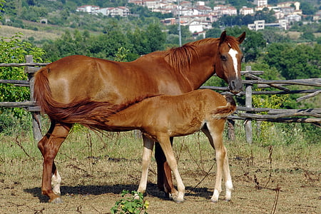 mare, mother, foal, lactation, animal, horse, baio